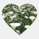 Suche nach calla lilien aufkleber Blatt