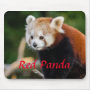 Suche nach panda Panda bär