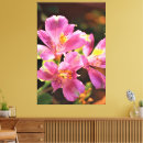 Suche nach alstroemeria Natur