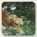 Suche nach katzenartig untersetzer Wild lebende tiere