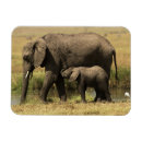 Suche nach afrikanischer elefant magnete Kalb