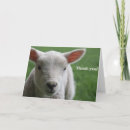 Suche nach weiße schafe karten Lamm