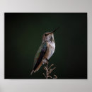 Suche nach kolibri poster Elegant