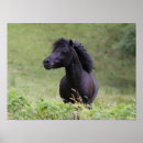 Suche nach shetland pony poster Stehend
