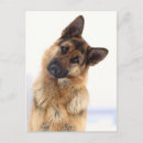 Suche nach lustiger deutscher postkarten Hunde