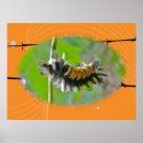 Suche nach raupe poster Motte