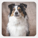 Suche nach australian shepherd aufkleber Aussie