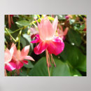 Suche nach fuschia Pink