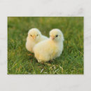 Suche nach funny chicken poster Küken