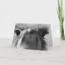 Suche nach ostrich karten Bird
