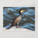 Suche nach kormoran postkarten Vogelvogel