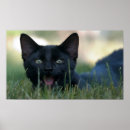 Suche nach keuchen poster Katze