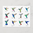 Suche nach kolibris postkarten Bunt