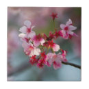Suche nach rosa kirschblüte fliesen Kirschbaum
