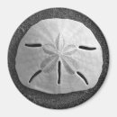 Suche nach muschel magnete Sanddollar