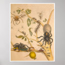 Suche nach metamorphose poster Natur