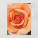 Suche nach orange rose poster Pfirsich