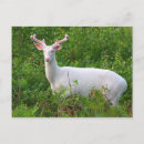 Suche nach whitetail postkarten Hirsche