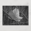 Suche nach trocken postkarten Blatt