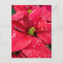Suche nach noel postkarten Rot