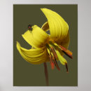 Suche nach forelle poster Lilie
