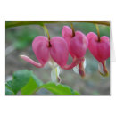 Suche nach blutung postkarten Fotografie