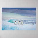 Suche nach gentoo pinguin poster Landschaft