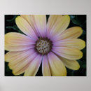 Suche nach osteospermum poster Gelb