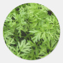 Suche nach karotte aufkleber Blätter