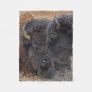 Suche nach amerikanischer bison decken Wyoming