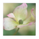 Suche nach blumenblatt fliesen Blüte