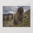Suche nach leonberger hunde karten Begrüßung