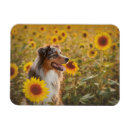 Suche nach schaferhund magnete Australschäfer