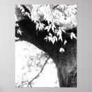 Suche nach monotone poster Natur