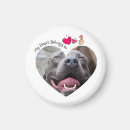 Suche nach pitbulls magnete Welpe