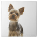 Suche nach yorkshire terrier fliesen Tier