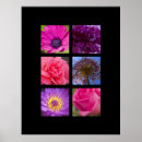 Suche nach rosa und lila blumen poster Makro