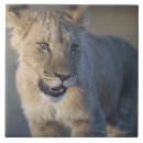 Suche nach namibia fliesen Wild lebende tiere