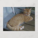 Suche nach entspannend postkarten Katze