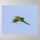 Suche nach parakeet poster Tier