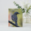 Suche nach starling postkarten Natur