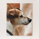 Suche nach jack russell terrier puzzle Hunde