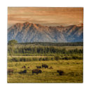 Suche nach bison fliesen Wyoming