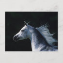 Suche nach arabisches pferd postkarten Reiter