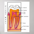 Suche nach menschliche zähne poster Knochen