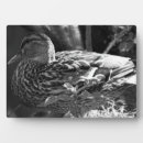 Suche nach enten fotoplatten Tierwelt