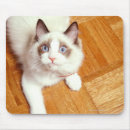 Suche nach ragdoll katze mousepads Blaue augen