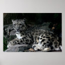 Suche nach schwarzer leopard poster Leopardendruck