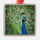 Suche nach pfau ornamente Tiere