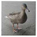 Suche nach lustige vögel fliesen Tierwelt